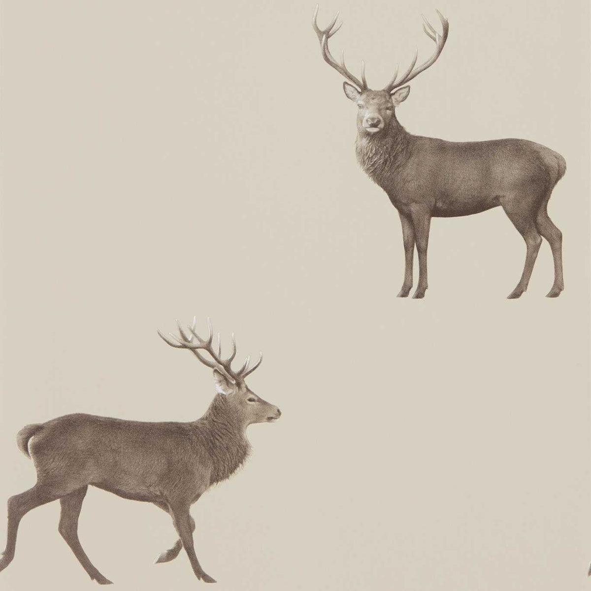 Sanderson - Tapete Evesham Deer-Tapeten-Sanderson-BIRKE 216618-216618-Toju Interior