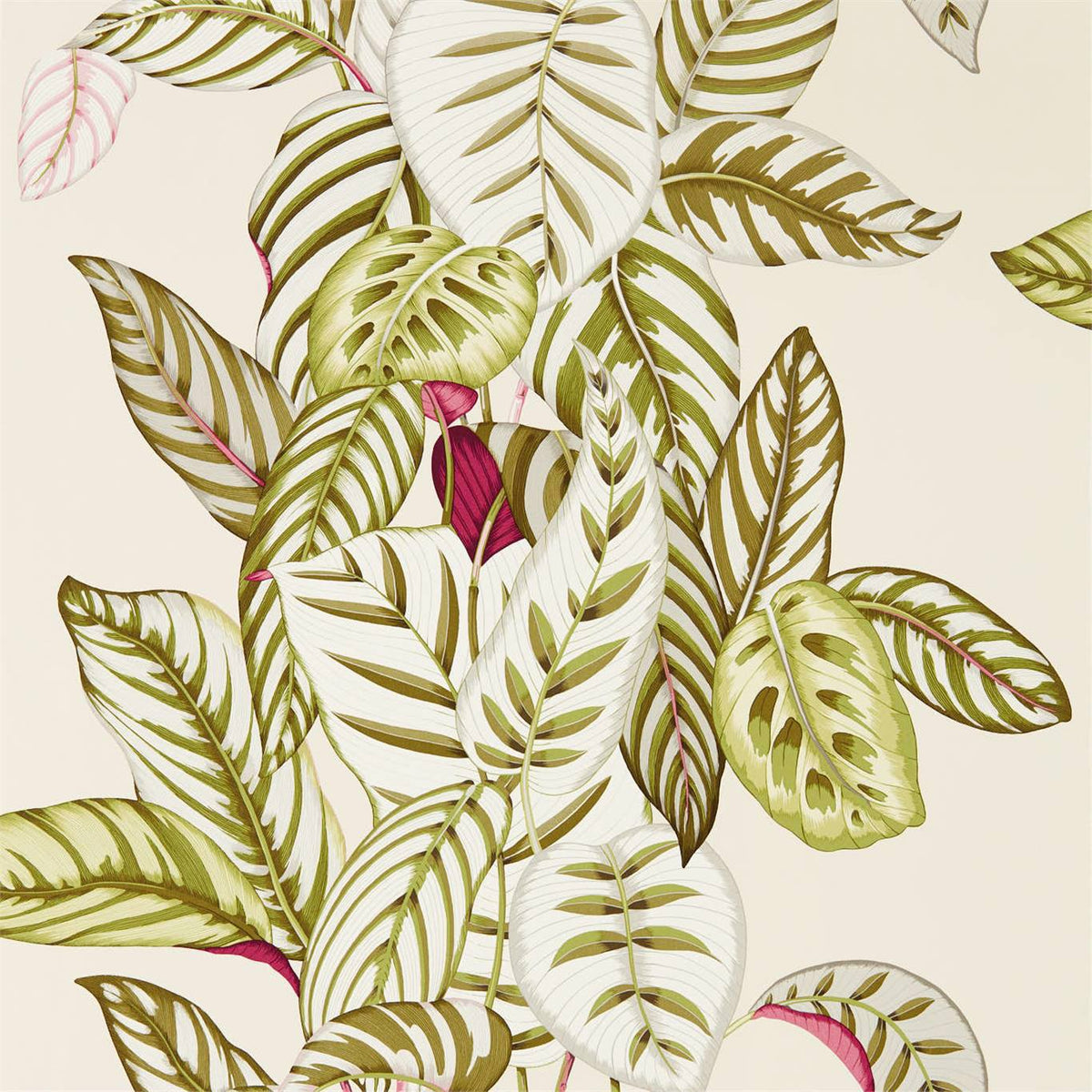 Sanderson - Tapete Calathea-Tapeten-Sanderson-OLIVE 216631-216631-Toju Interior