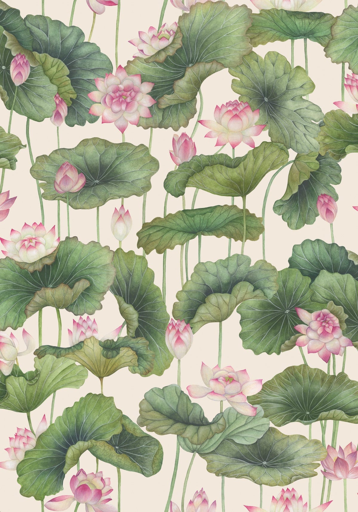Cole & Son Lily Lotus Pink & White 126/9031 – Muster