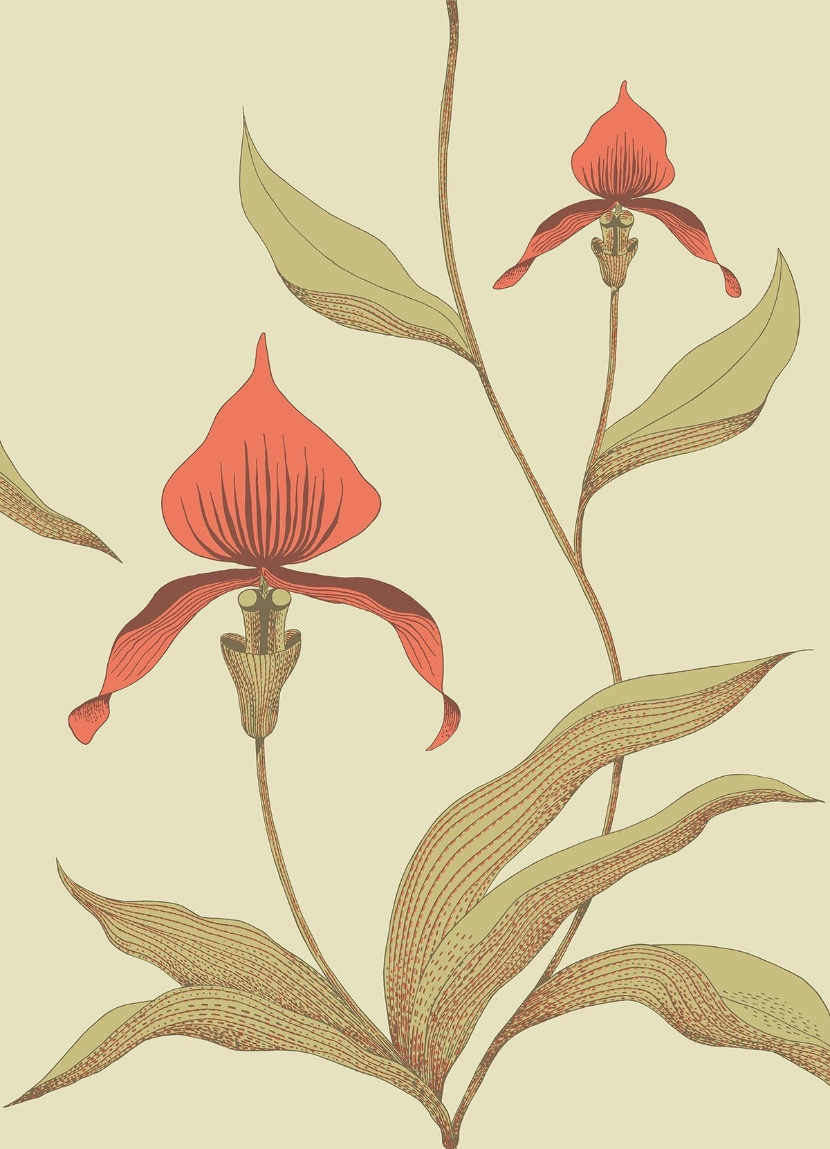 Cole & Son Orchid – Rouge & Olive Green on Soft Olive – 66/4033